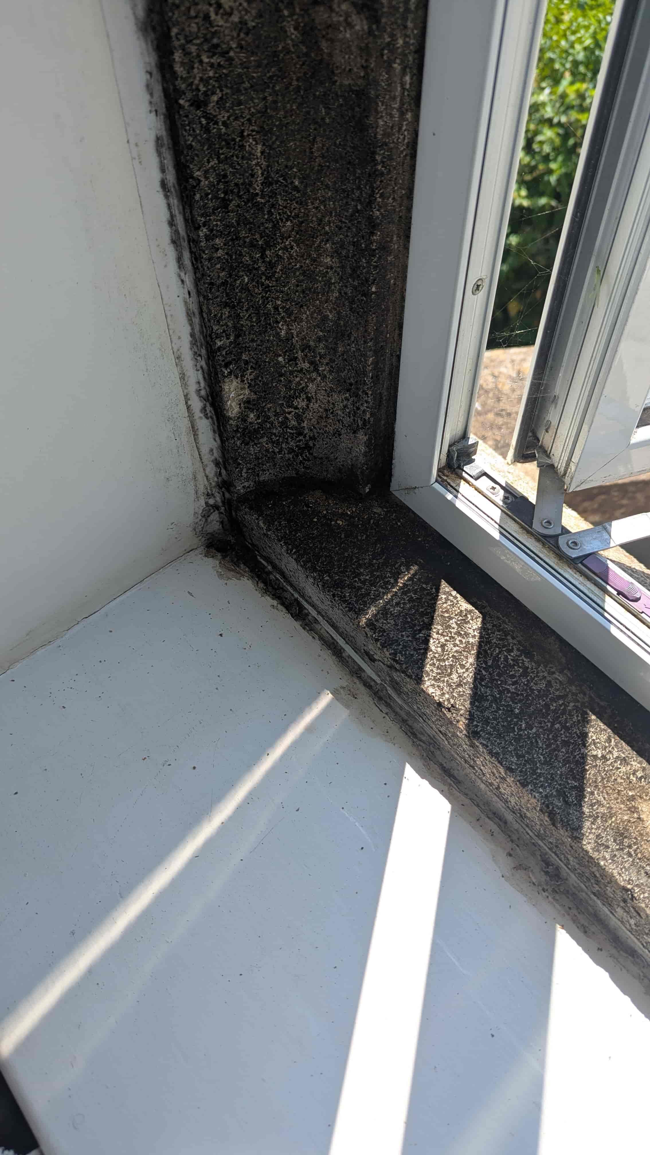 Black Mould after cleaning